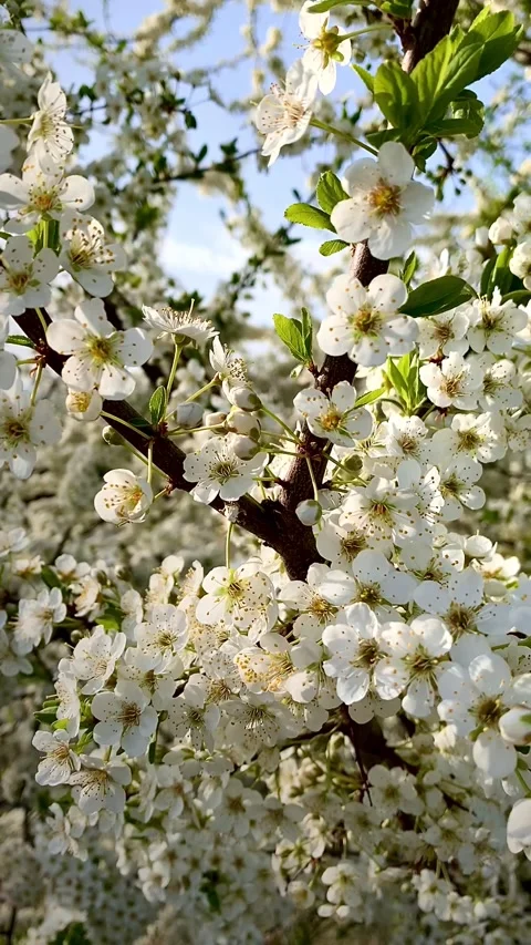 Trees in bloom, spring cherry and apple blossom, blooming fruit trees close u Video stock 194455383