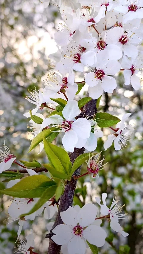 Trees in bloom, spring cherry and apple blossom, blooming fruit trees , selec Video stock 194456954
