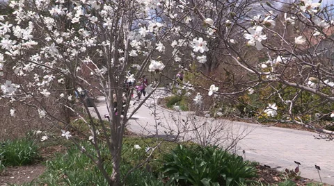 Trees in bloom in the spring Stock Footage 37826818
