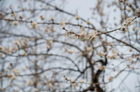 Trees bloom in spring. Spring again. The trees are blooming. Background Stock Photos