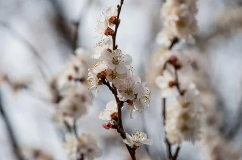 Trees bloom in spring. Spring again. The trees are blooming. Background Stock Photos