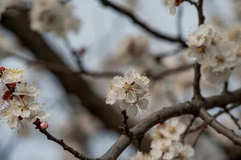 Trees bloom in spring. Spring again. The trees are blooming. Background Stock Photos