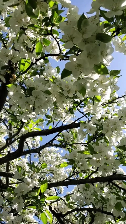 Trees in bloom white flowers Stock Footage 241043646