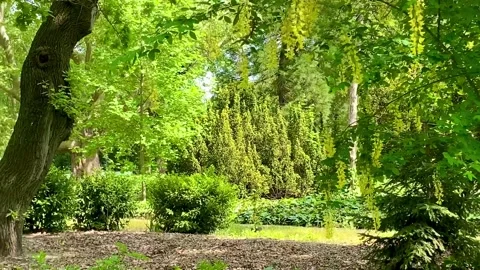 The trees bloom with yellow clusters of flowers that hang down beautifully Stock Footage 244270501