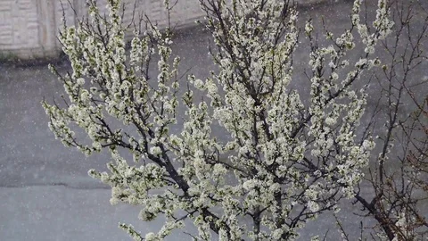 Trees bloomed but it is snowing, spring snow and flowering trees, Stock Footage 106786726