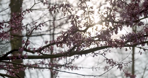 Trees blooming in morning light 库存影片 129606541