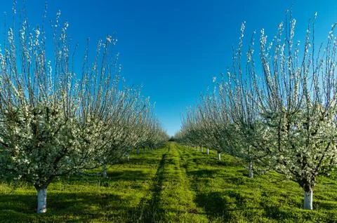 Trees in blossom in orchard in spring Stock Photos