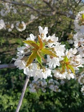 Trees blossom Foto stock