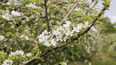 Trees blossom in the spring on a cloudy day. Close up. 4k60p Stock Footage 132216495