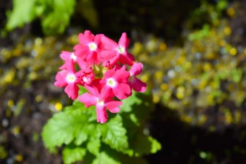 The trees blossomed. fragrant buds. Fruit trees are in bloom Stock Photos