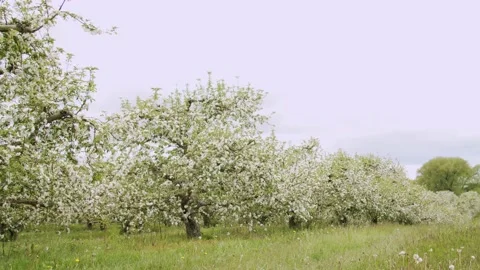 Trees blossoming on a cloudy day in the spring. 4k60p Stock Footage 132217435