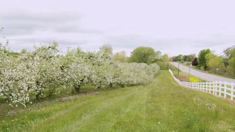 Trees blossoming by a road on a cloudy day in the spring. 4k60p Stock Footage 132217388