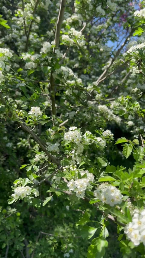Trees blossoming by spring in nature Stock Footage 337157112