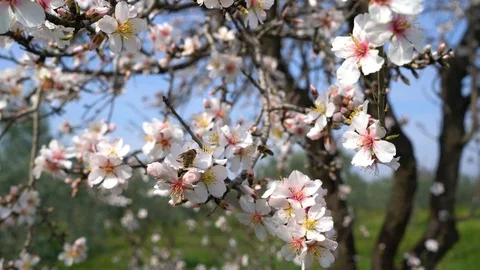 Trees blossoming, spring, su01 Stock Footage 106625631