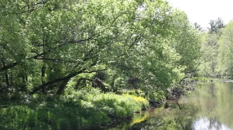 Trees blow gently over sunny river Stock Footage 6281680