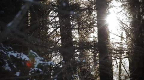 Trees blow in the snowy wind Video stock 50673401