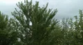 trees blow in strong wind pan HD-videomateriaal
