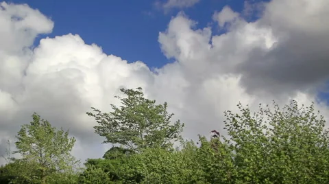 Trees blowed by the wind Stock Footage 50050393