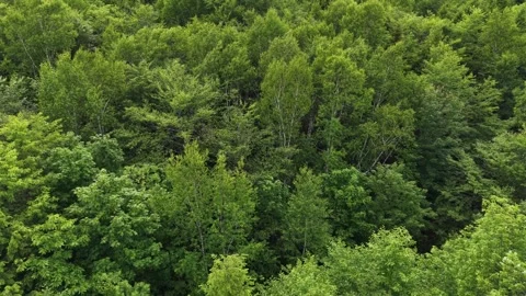 Trees blowing 6-23-26 Stock Footage 340673940