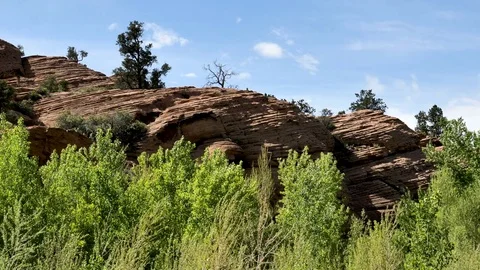 Trees blowing against rugged sandstone rock background Stock Footage 75196134