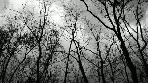 Trees blowing and quake in the storm Video stock 20464144