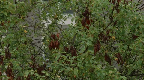 Trees blowing around in the rain Stock Footage 40844800