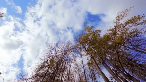 Trees blowing in Autumn Stock Footage 220305778