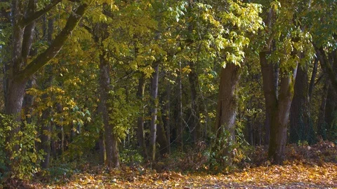Trees Blowing in an Autumn Wind Stock Footage 97727194