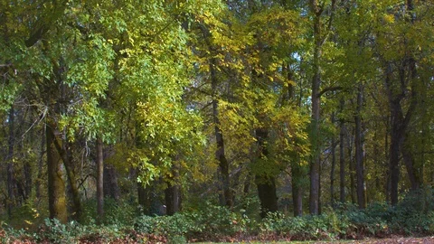 Trees Blowing in an Autumn Wind Stock Footage 97727325