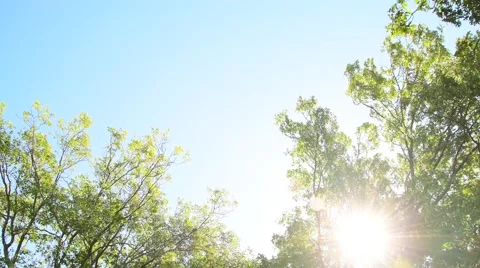 Trees blowing with beautiful sky Stock Footage 67845586