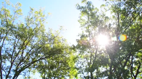Trees blowing with beautiful sky Stock Footage 67986563