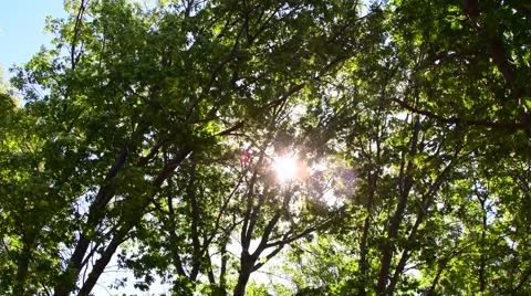 Trees Blowing With Beautiful Sky Stock Footage 68764217
