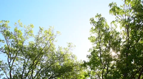 Trees Blowing With Beautiful Sky 스톡 동영상 68838643