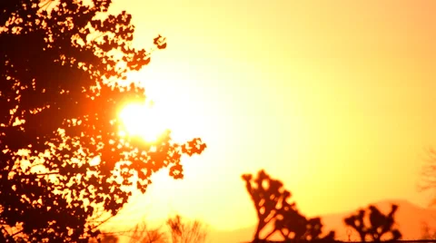 Trees blowing with beautiful sky at sunset Stock Footage 67845171