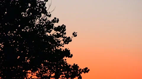 Trees blowing with beautiful sky at sunset 스톡 동영상 67859596