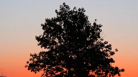 Trees blowing with beautiful sky at sunset Stock Footage 67860834