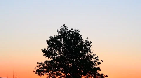 Trees blowing with beautiful sky at sunset Stock Footage 67869126