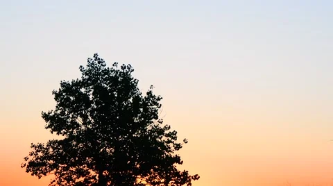 Trees blowing with beautiful sky at sunset 스톡 동영상 67869791