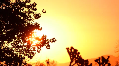 Trees blowing with beautiful sky at sunset Stock Footage 67985847
