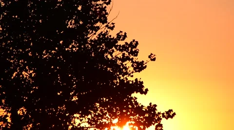 Trees blowing with beautiful sky at sunset Stock Footage 68014388