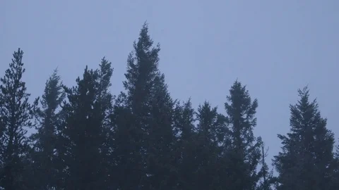 Trees blowing in the breeze during dusk Stock Footage 83866142