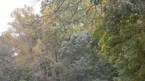 Trees blowing in the breeze Stock Footage 44446683