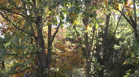 Trees blowing in the breeze Stock Footage 44447108