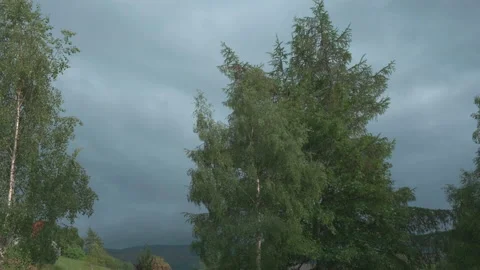 Trees blowing in the breeze 库存影片 130645433