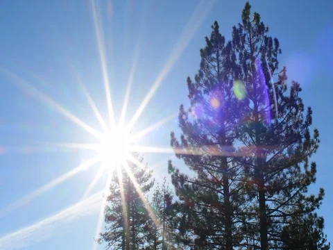 Trees blowing 스톡 동영상 76832821