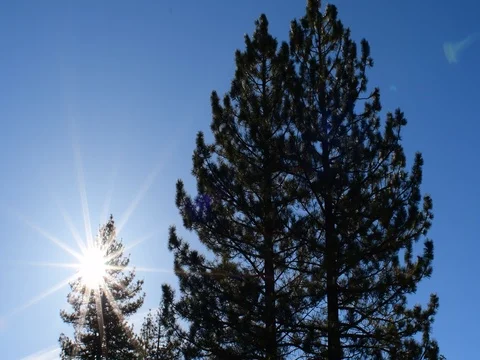 Trees blowing 스톡 동영상 76832829