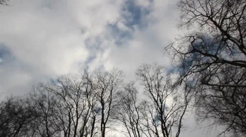 Trees blowing in gale Stock Footage 25914281