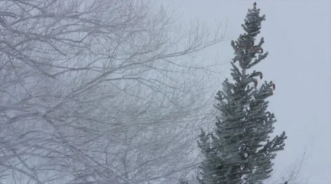 Trees blowing in a major winter blizzard Stock Footage 47581093