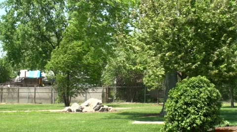 Trees blowing at park Stock Footage 705847