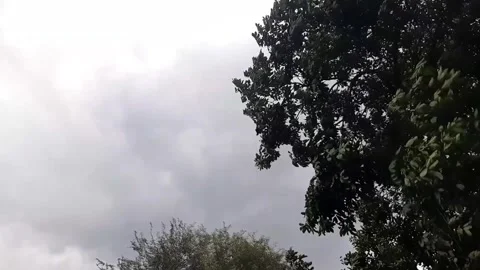 Trees blowing in the rain with a cloudy sky Stock Footage 291600004